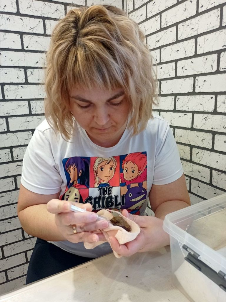     Волжанка выхаживает летучего мышонка, которого поместят в холодильник
