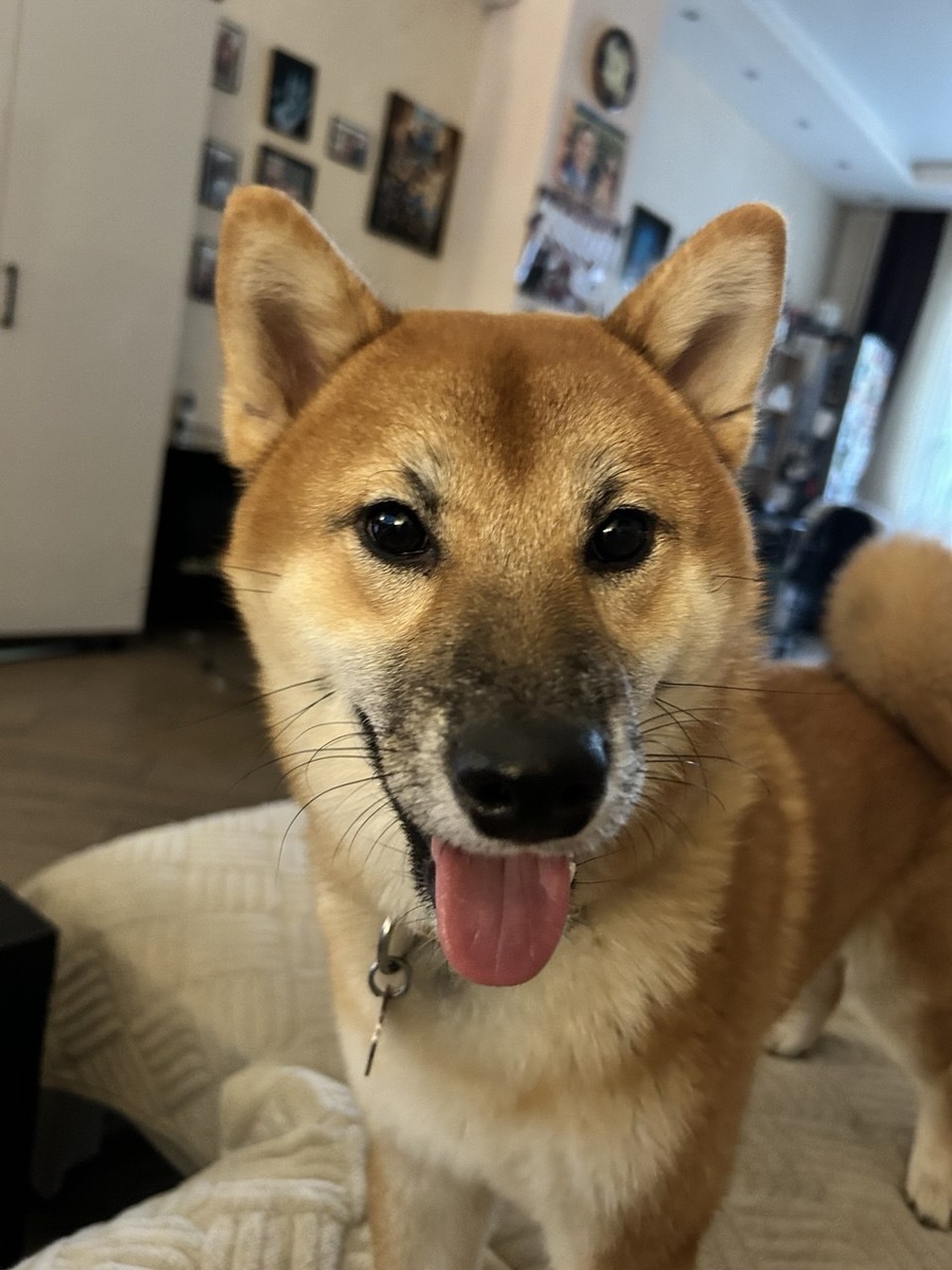 Радостный шкодливый собакен дома