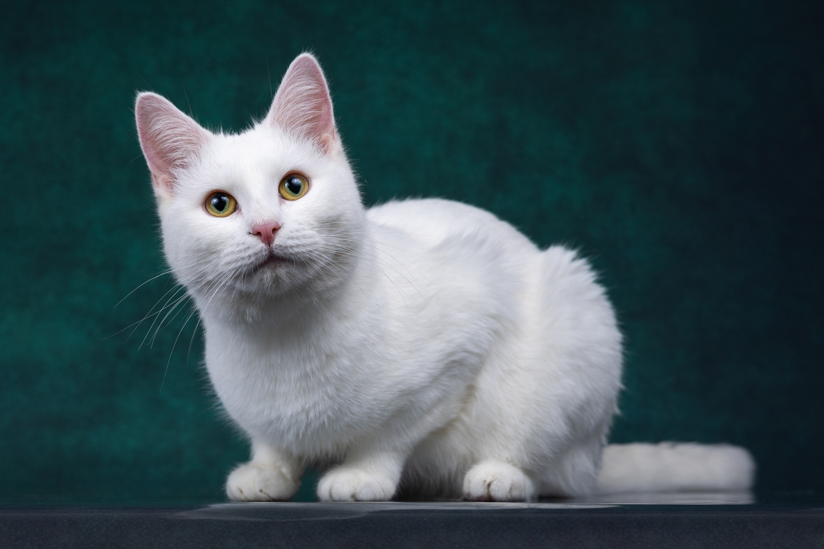 Зефир, 3 года, глухой котик, в остальном здоров, ищет дом +7 903 266-04-06