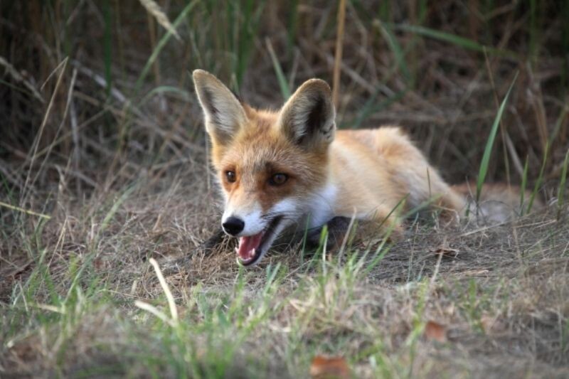    Фото: Керженский заповедник Редакция nn-now
