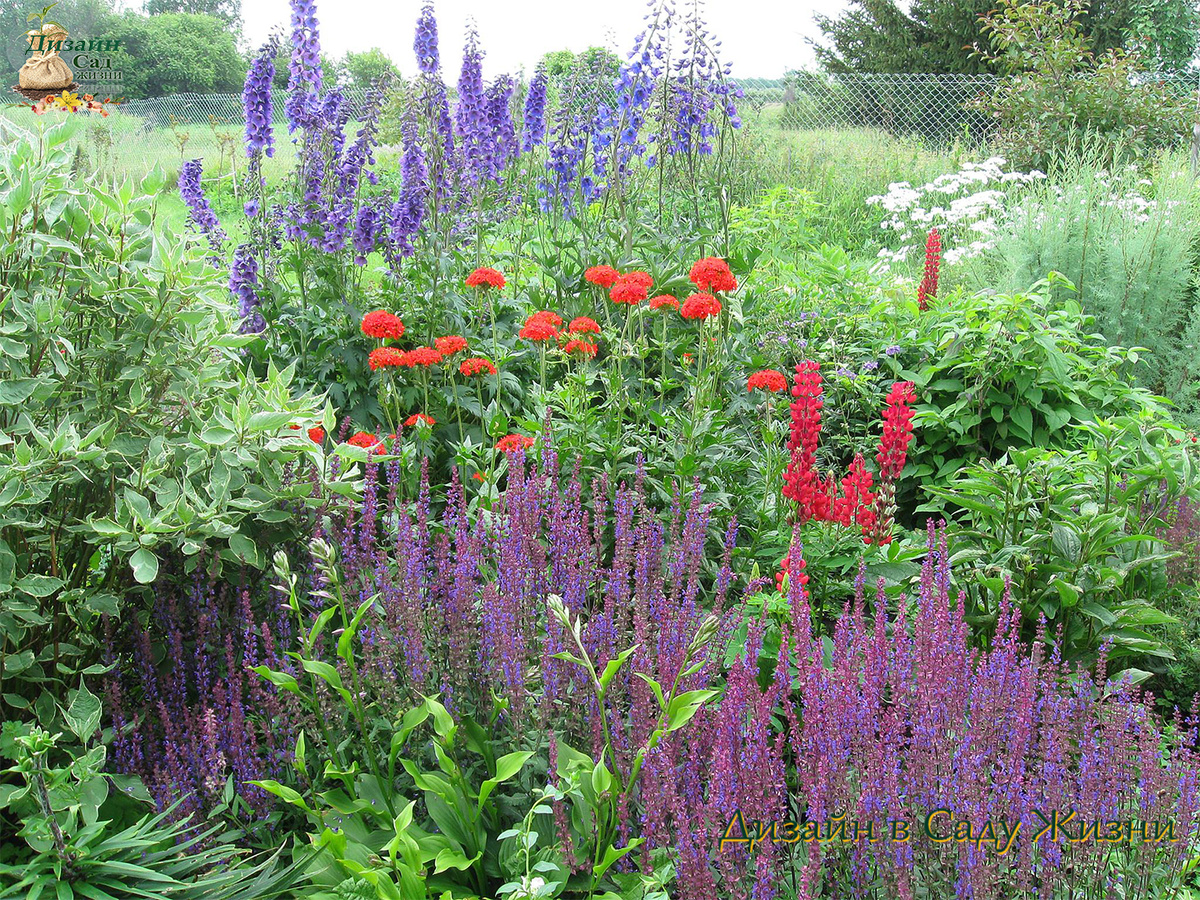 Шалфей дубравный в цветнике: компактный куст с яркими колосовидными соцветиями