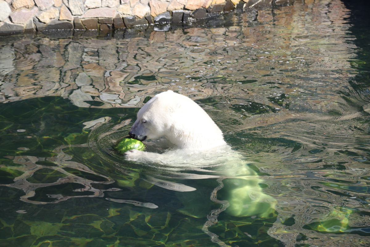 Фото: Игорь Осочников / «Петербургский дневник»