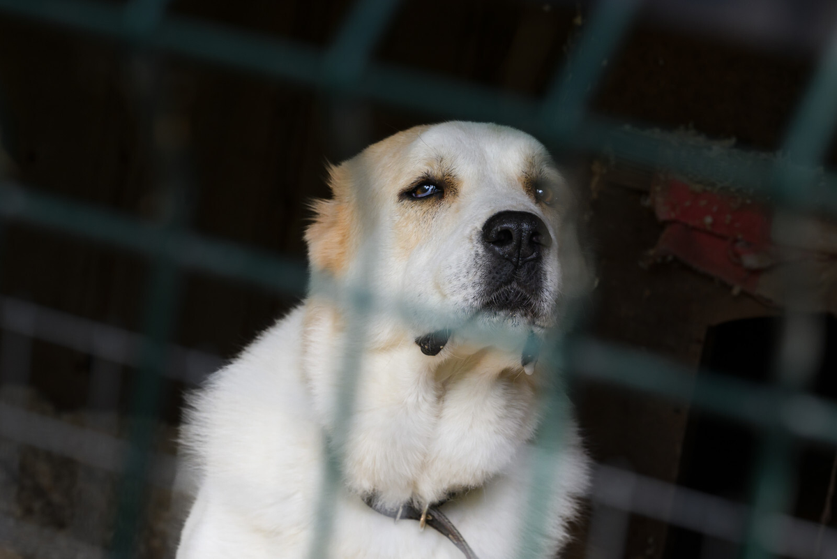Фото: Александр Гальперин / «Петербургский дневник»