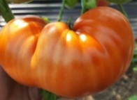 Уральский великан 