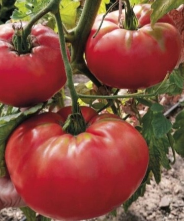 Могучее вымя