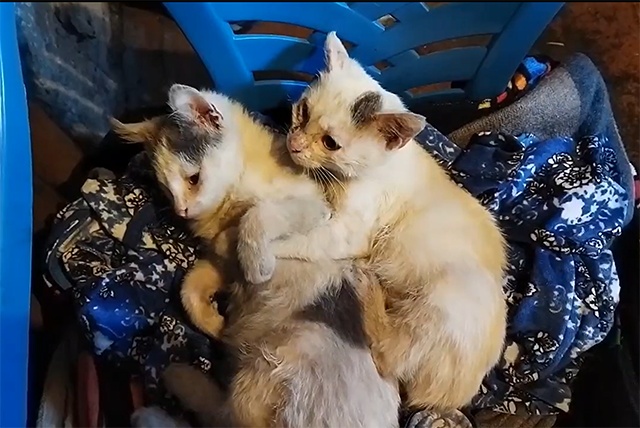 Котята, выброшенные на лёд реки в Тверской области, борются за жизнь