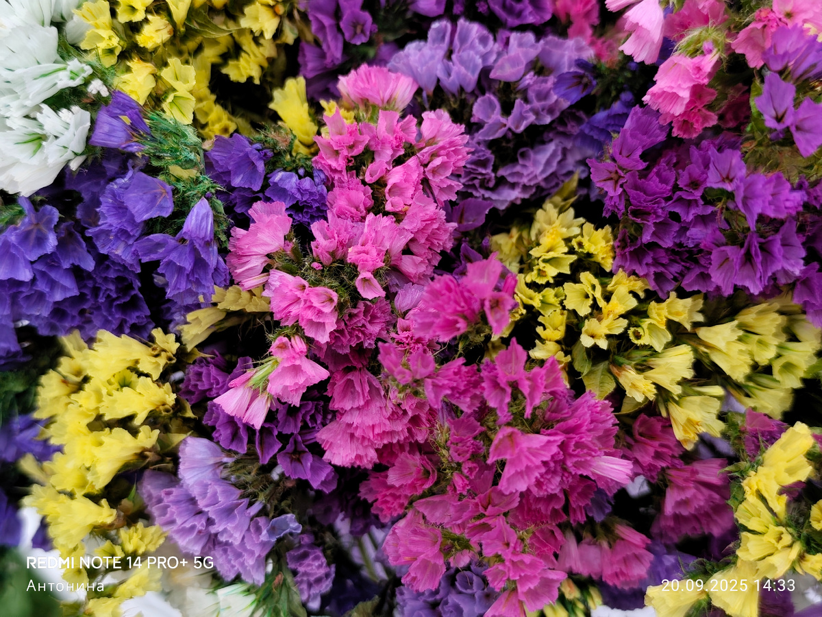 Выращенная мною прошлым летом 2025 года однолетняя статица.