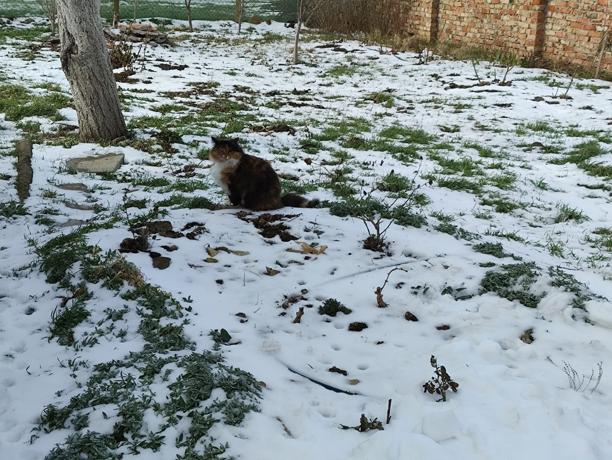 Утро. Муха думает, идти домой или нет...