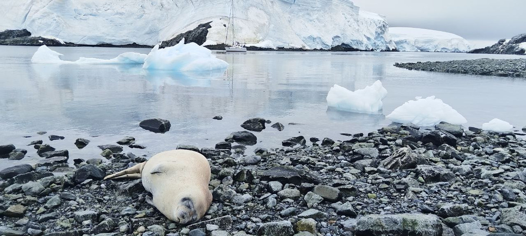 Региональная экспедиция РГО в Антарктиду успешно завершена