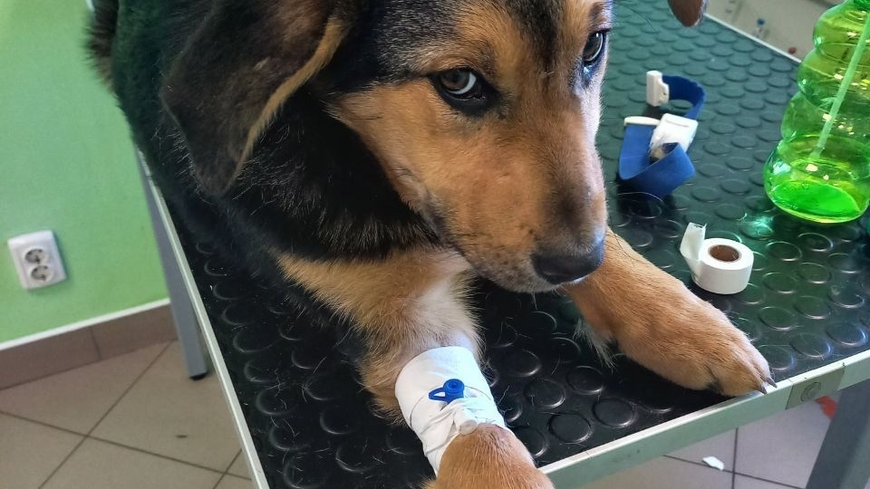 Сегодня мы опять боремся за жизнь маленького щенка