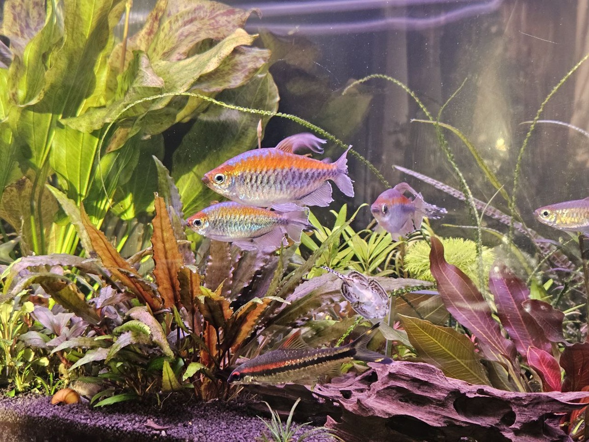 Фотограф-аквариумист: Юлия