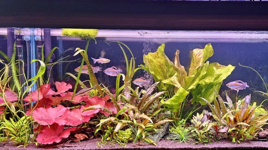 Аквариум без подмен. Правда или миф?