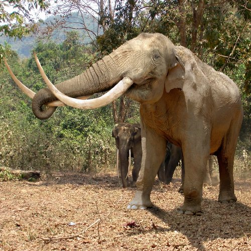 Реконструкция стегодона