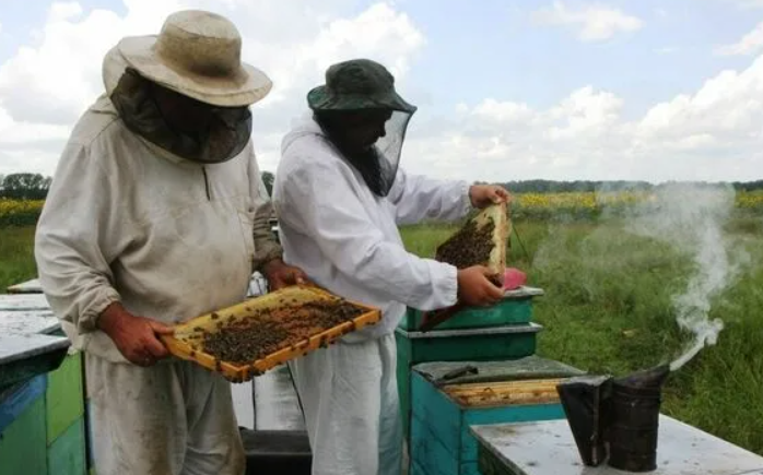 Как понять, что мёд созрел, и почему нельзя спешить с откачкой