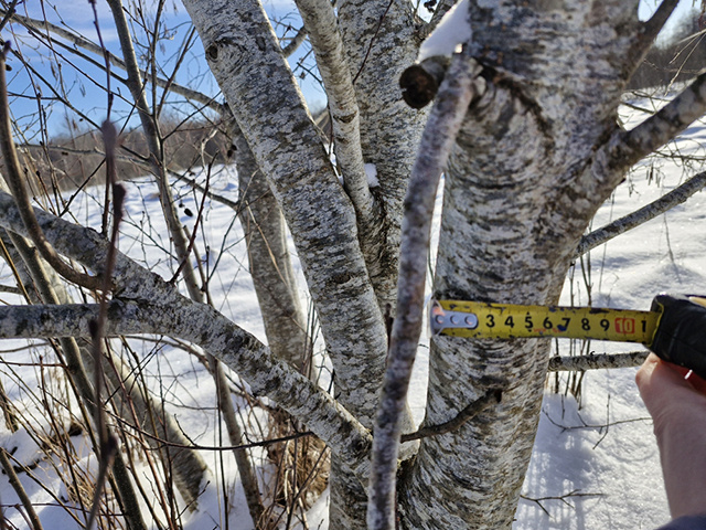 Березы шумят. В Тверской области более 100 гектаров угодий заросли лесом