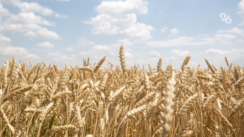      Фото: Валерия Алтухова / / ИА «Победа26»