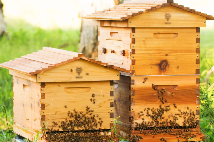 Можно ли поймать пчёл в пустой улей: секреты «тихой охоты»