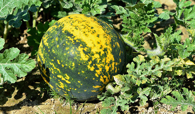    Фото: pixabay.com