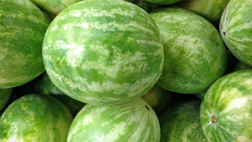 25 лучших сортов арбузов для всех регионов России: вкусные, урожайные, скороспелые