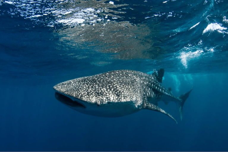 Китовая акула. Фото: Edward Carver