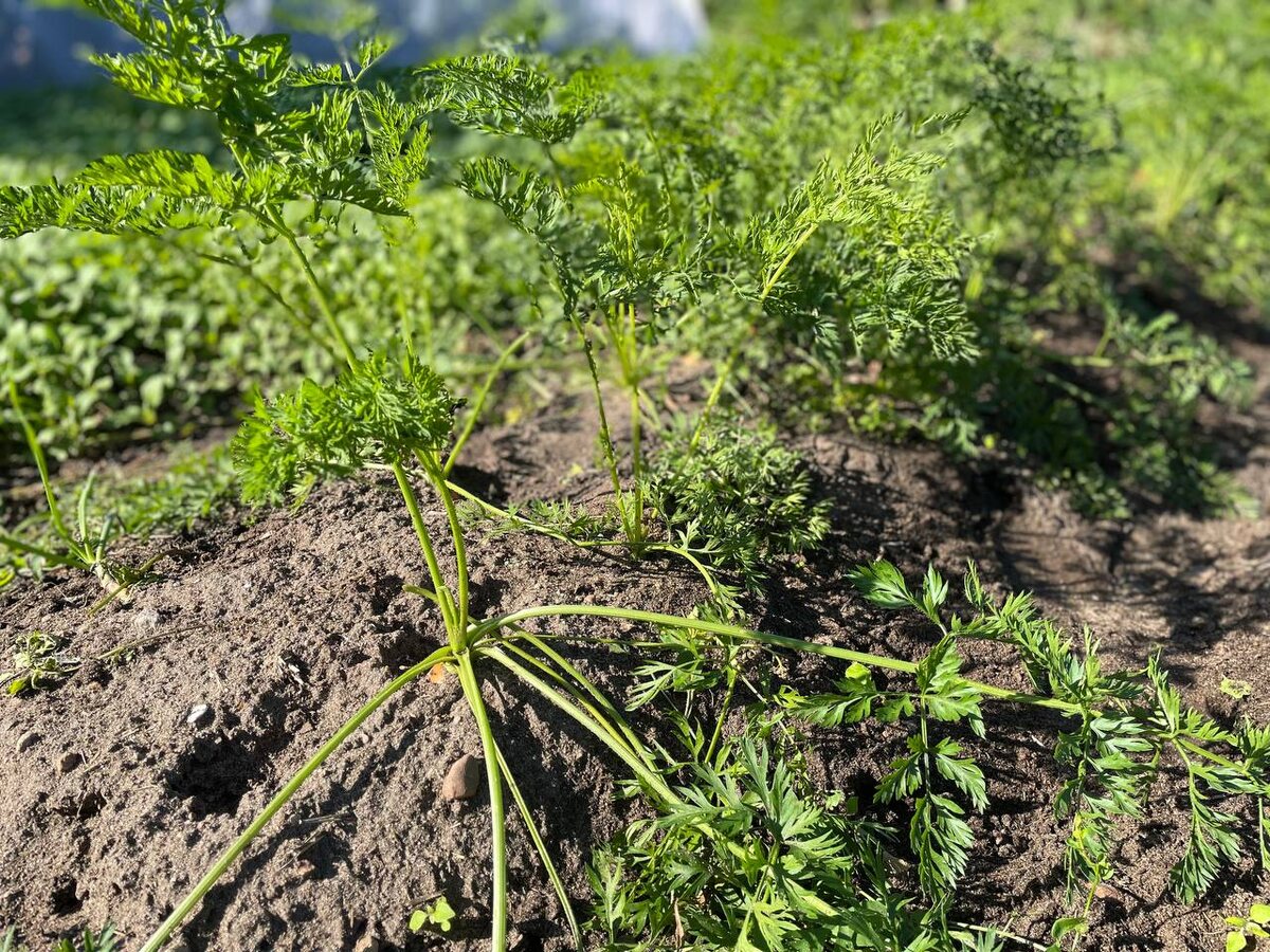 Морковка в гребнях. Фото автора