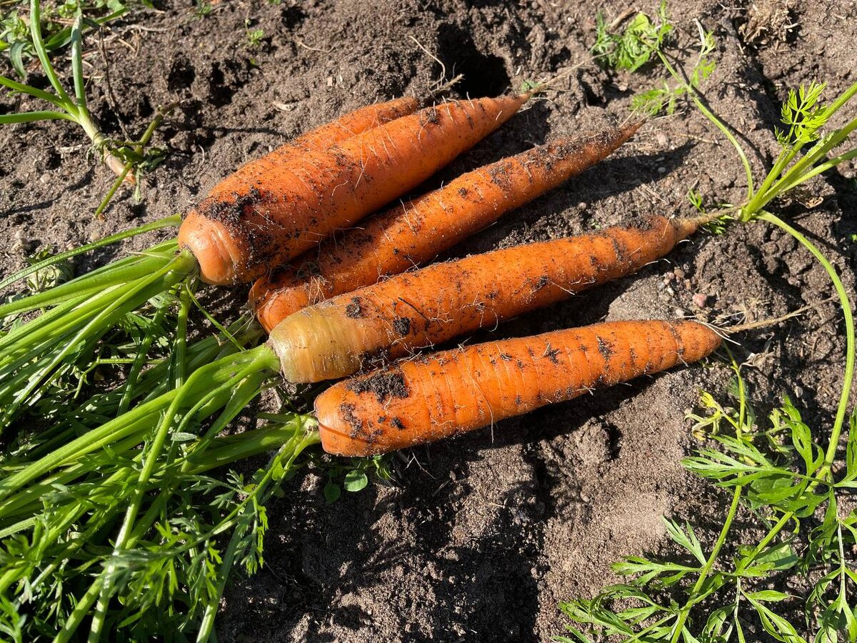 На хранение я сею 6 июня. Фото автора