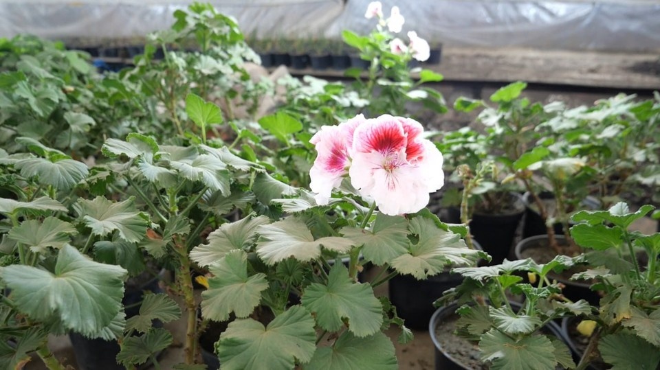    Фото: администрация Луганска