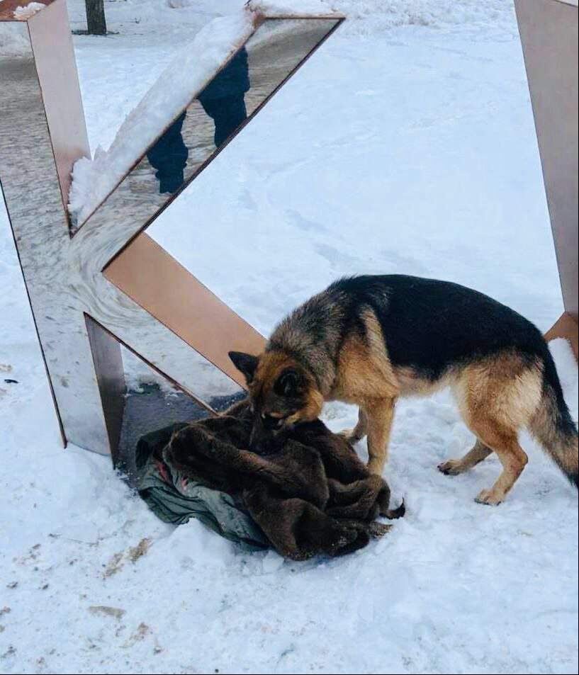    фото: Администрация Курска