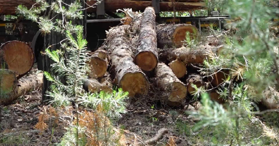    Вырубка леса. Источник: Толк