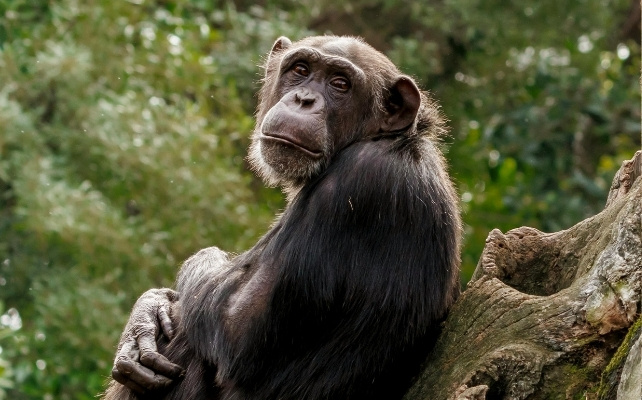 Происхождение человека и шимпанзе разделилось около 6 миллионов лет назад