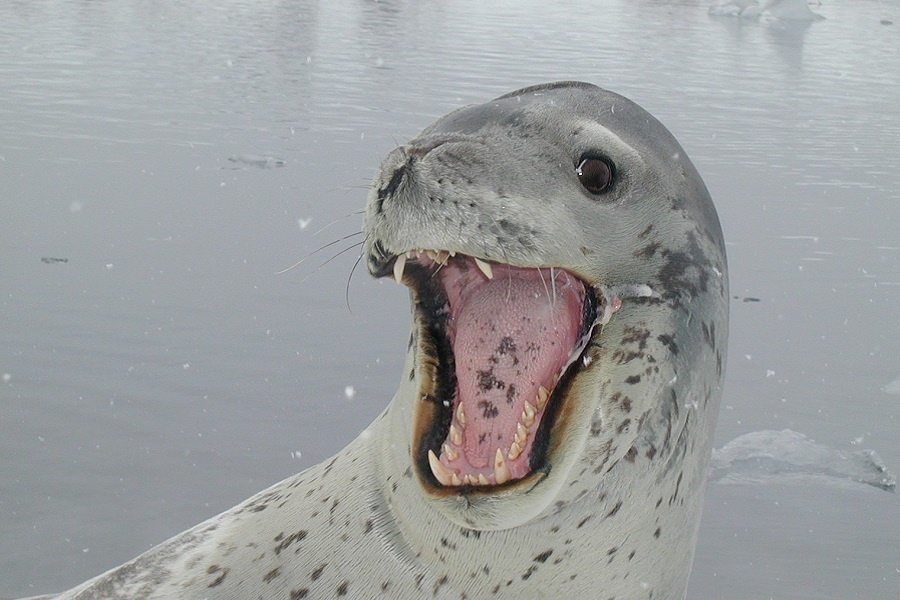 Я леопард? Фотография из интернета