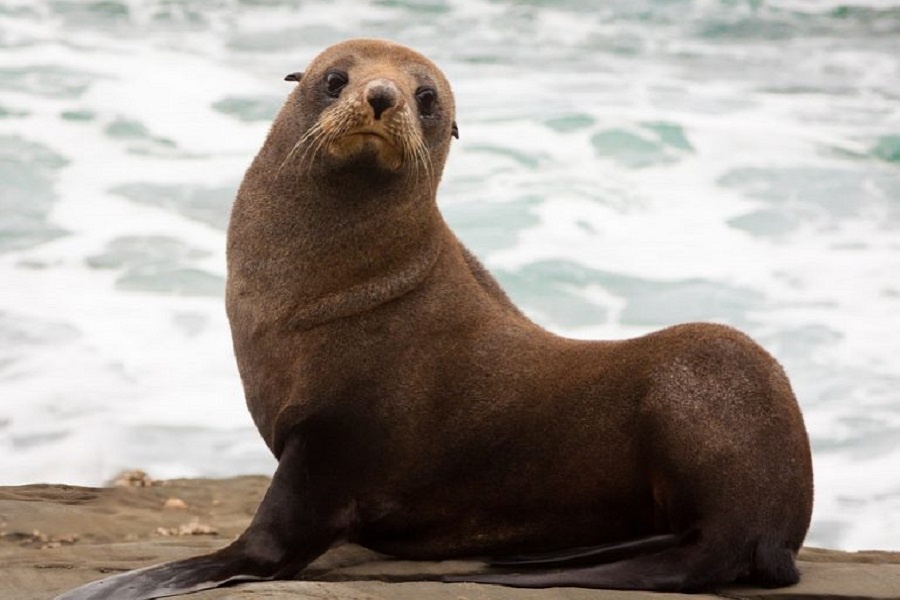 Я котик? Фотография из интернета