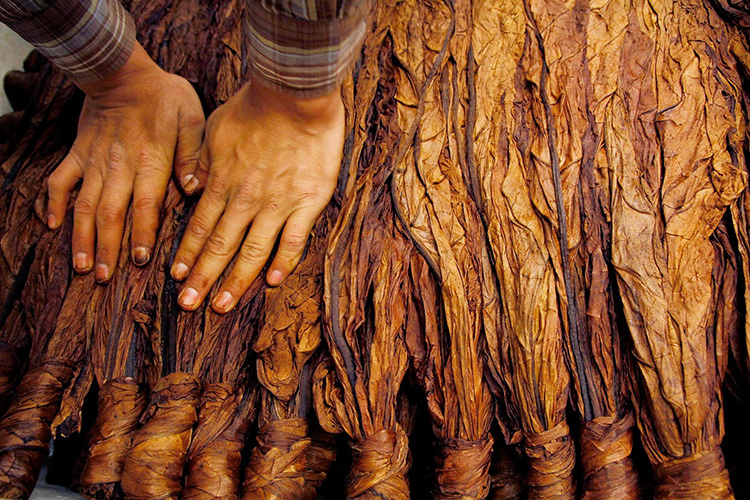 Копчение табака