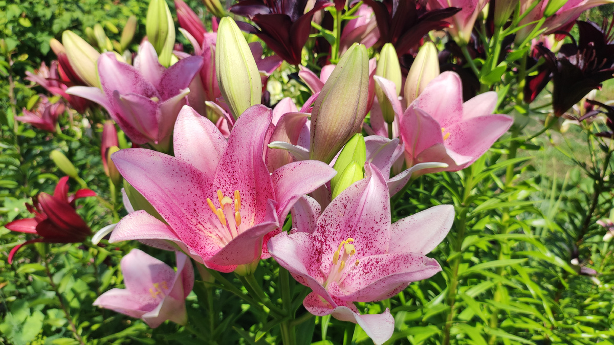 Лилии в нашем саду