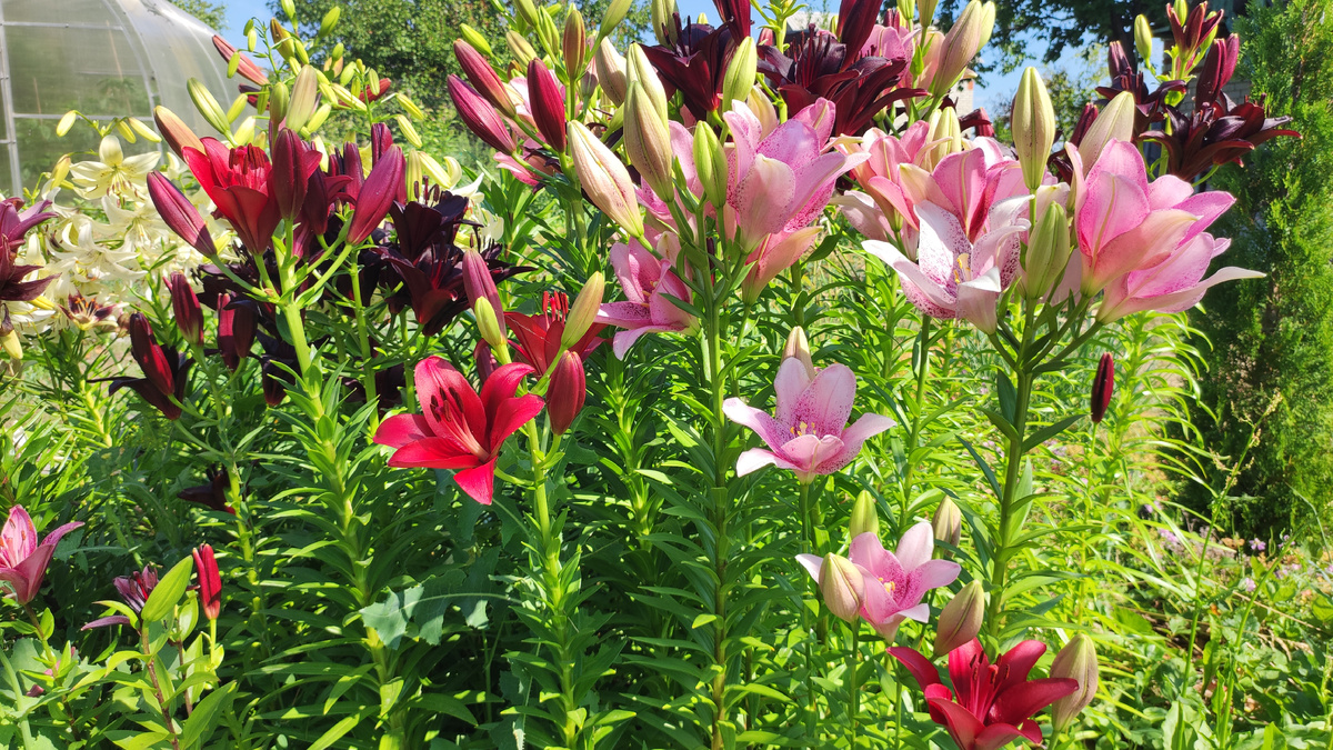 Лилии в нашем саду