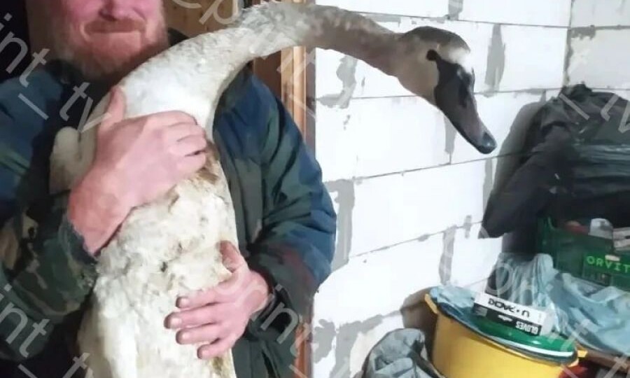 Житель Ливен спас обессиленного лебедя на реке Сосна, ждут специалистов