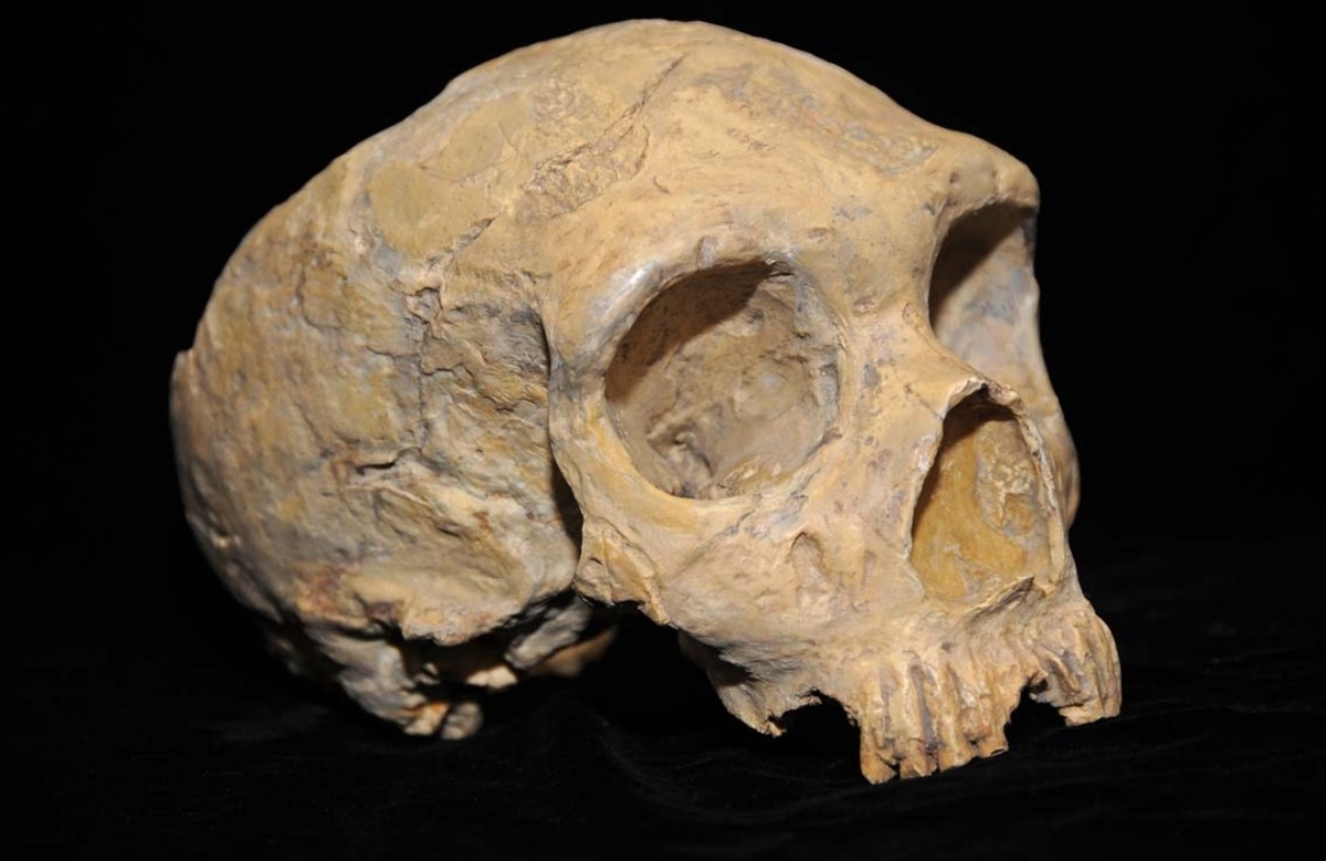    Череп неандертальца. Источник изображения: wikimedia.org