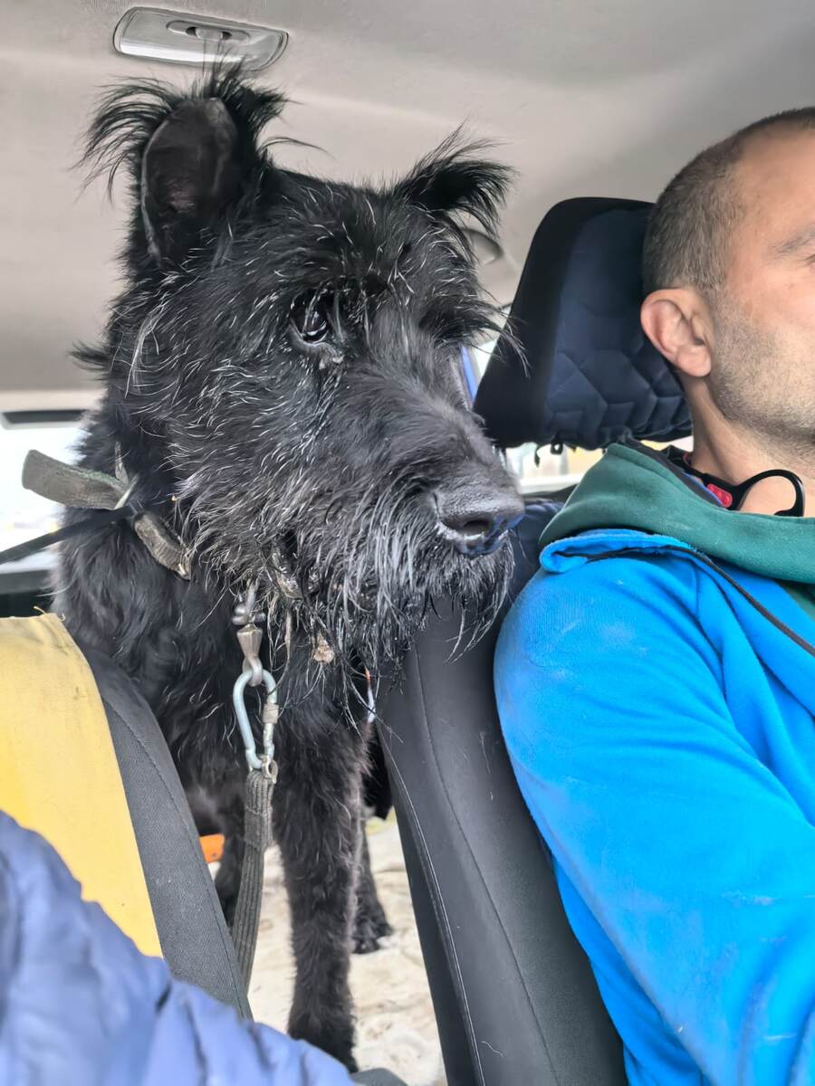 Герман едет в машине Романа и его жены