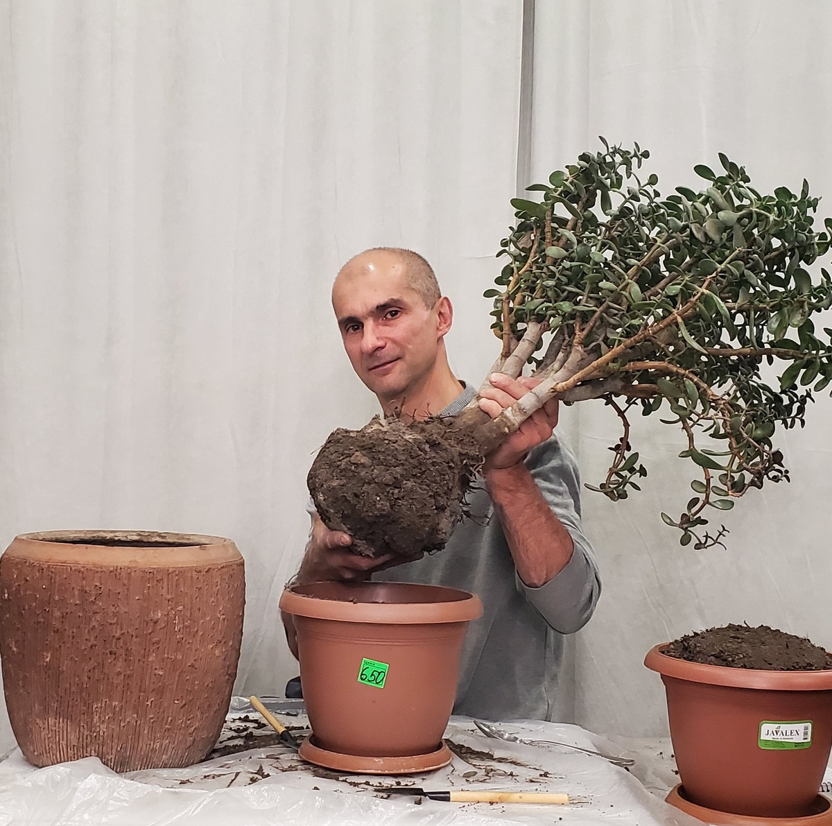 Пересажаю пострадавшую крассулу, чтобы подготовить ее к обрезке!