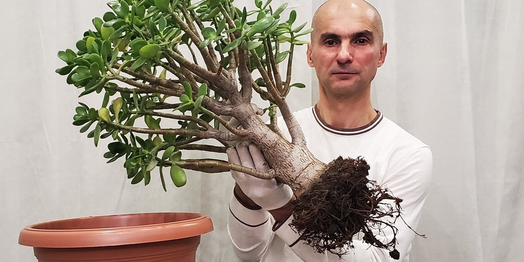 Пересадка крассул - Практическое руководство