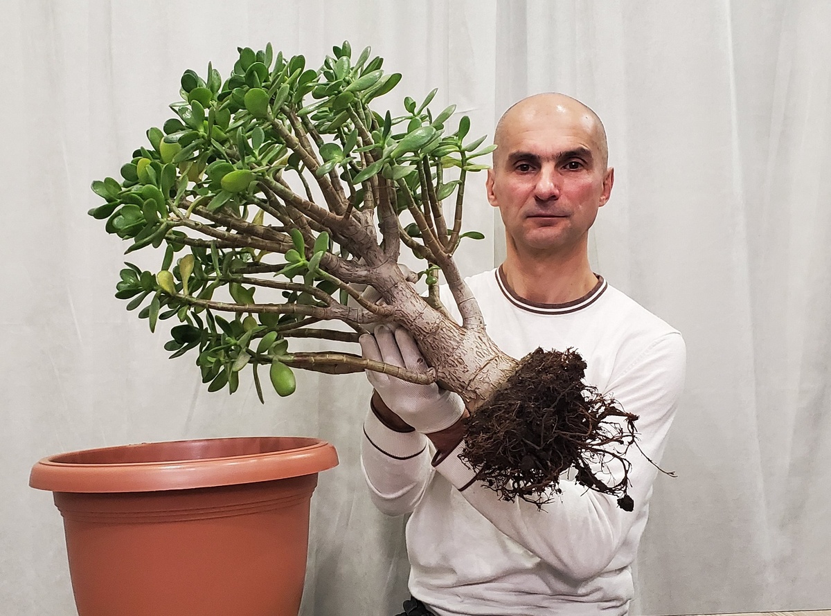 Пора делать пересадку этому дереву!