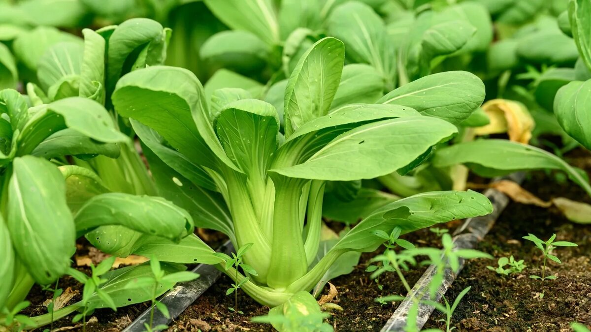 Пак-чой (Brassica rapa subsp. chinensis)