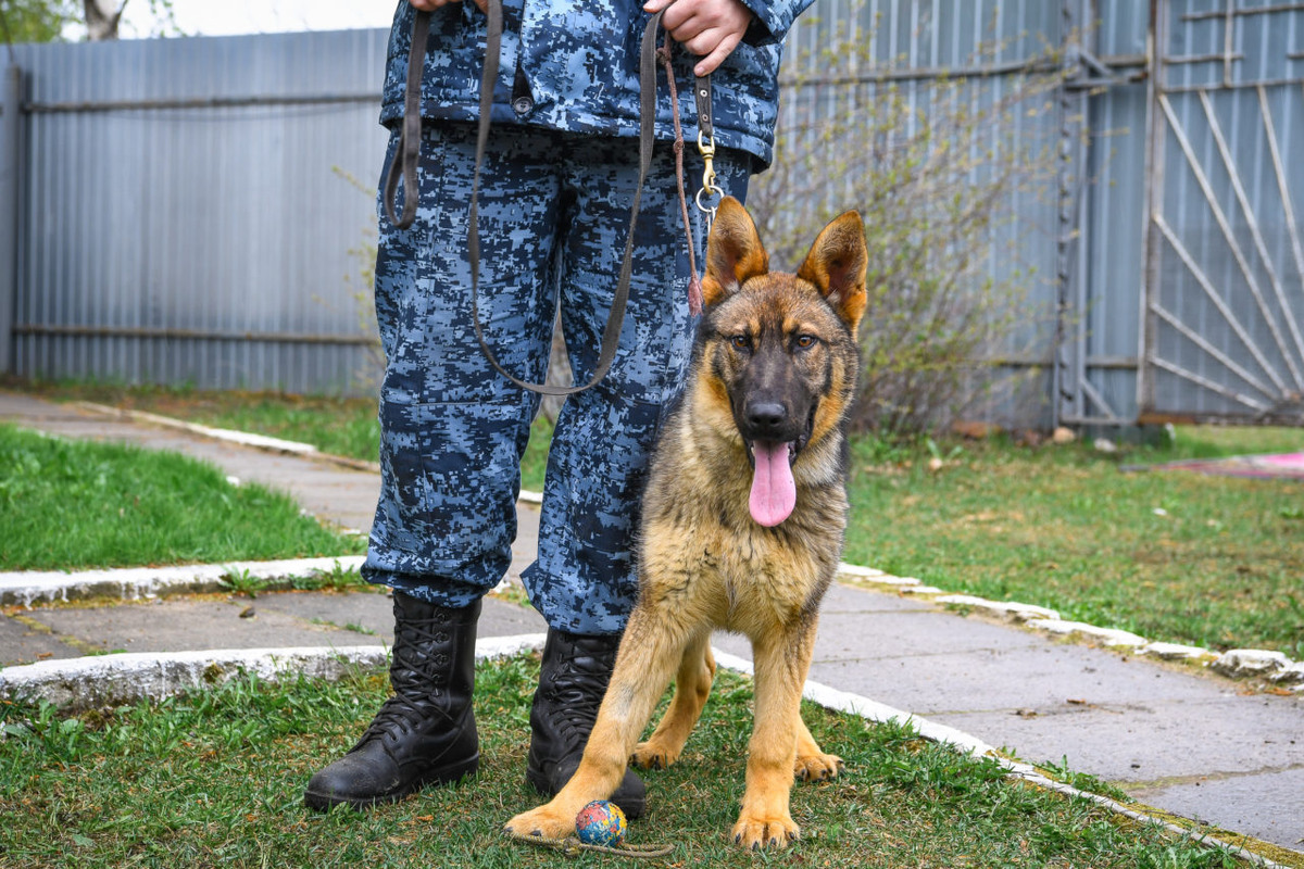    Три щенка из Архангельской области прибыли на службу в УФСИН Карелии. Фото: "Республика"/Оксана Кудряшова