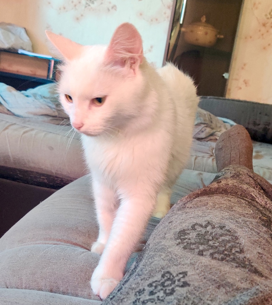 Это Дуся на следующий день после того как мы ее забрали