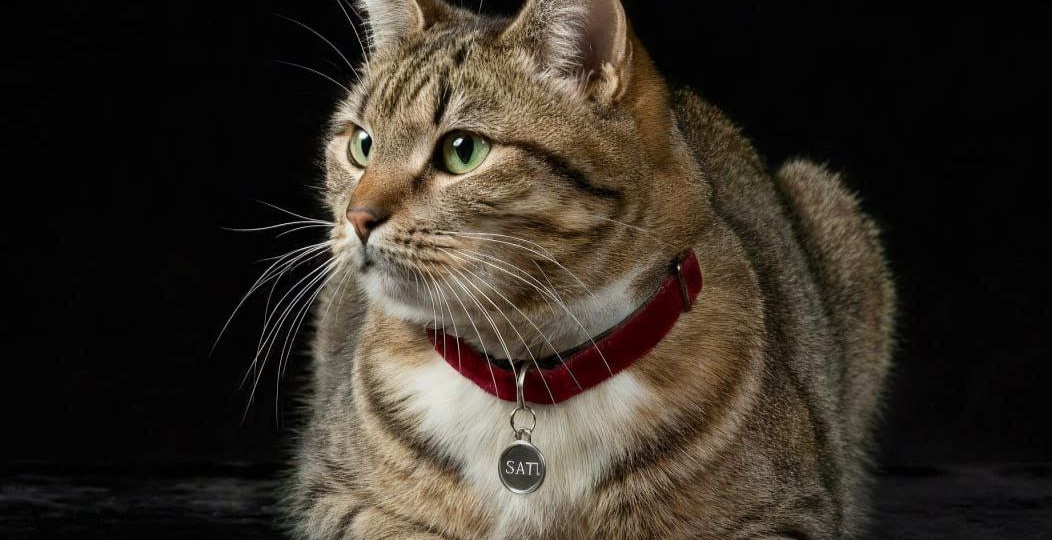 Сати бросили на даче.