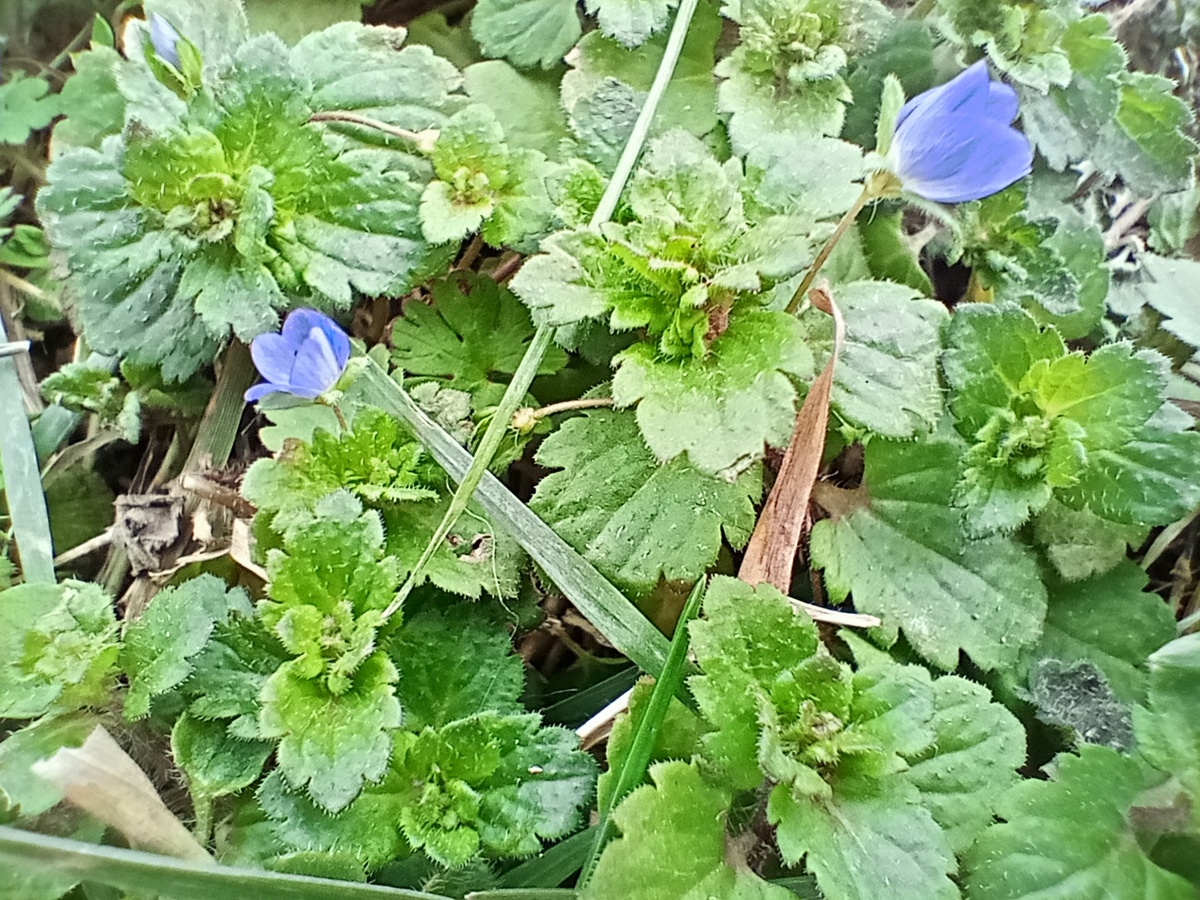 Цветы расцвели