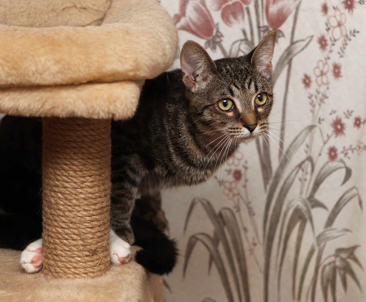 Рулет, 2,5 года. Ищет дом +7 903-266-04-05