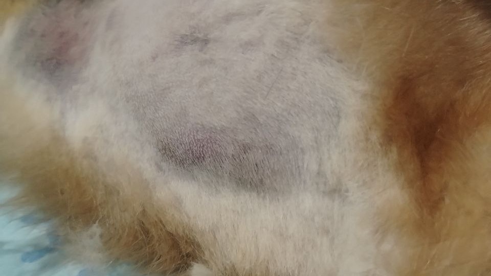 В приюте врач 🙏