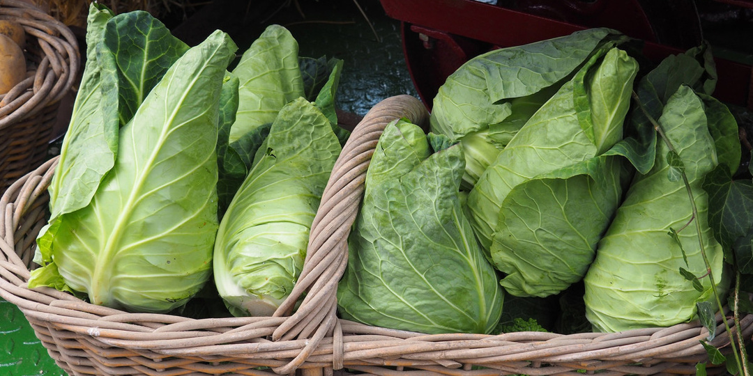Элегантную капуста шпицколь для салатов, запекания и идеальных голубцов. Не растрескивается и заменит вам белокачанную и краснокачанную