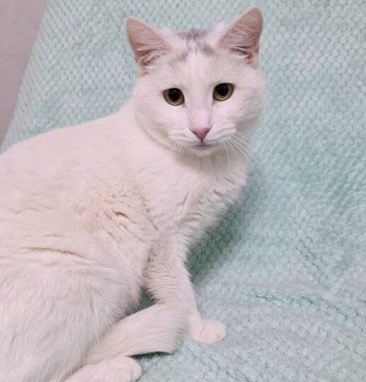 Белая кошечка Ромушка уже заждалась свою семью. Скорее заметьте малышку!